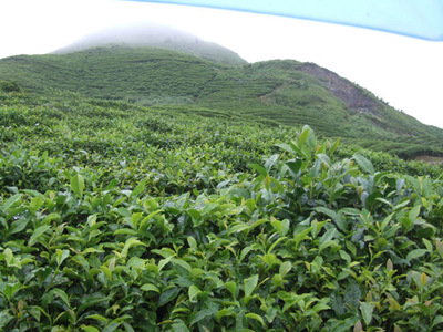 貴州茶企&ldquo;四統一&rdquo;建成當地最大綠茶生產合作社