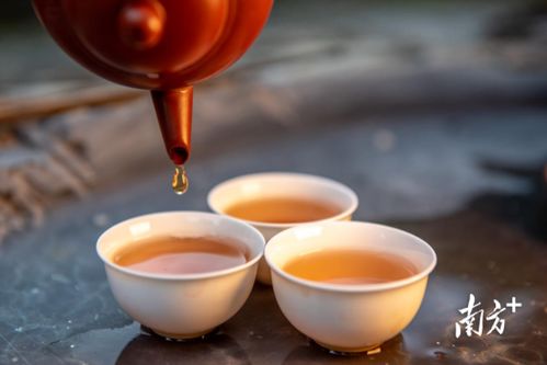 潮州出臺新政保護鳳凰單叢 樅 茶,5月10日起施行